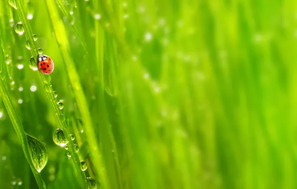 Picture greens, grass, drops, macro, nature, Rosa, morning, nature