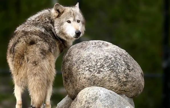 Picture animals, nature, animal themes, animal wildlife, brown and black wolf