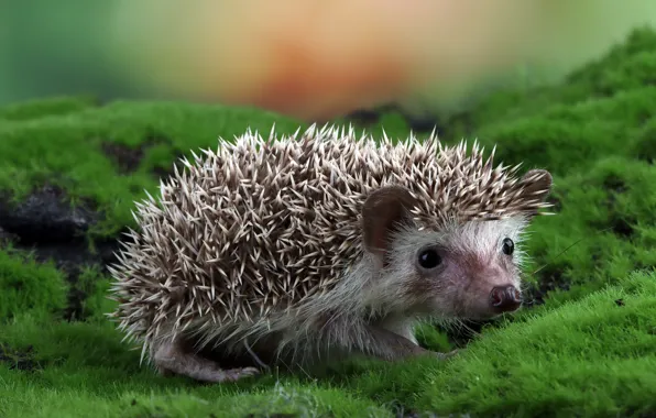 Look, nature, moss, muzzle, hedgehog, hedgehog, bokeh, hedgehog