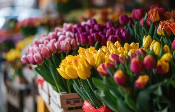 Flowers, holiday, bouquet, tulips, buds, March 8, a lot, market