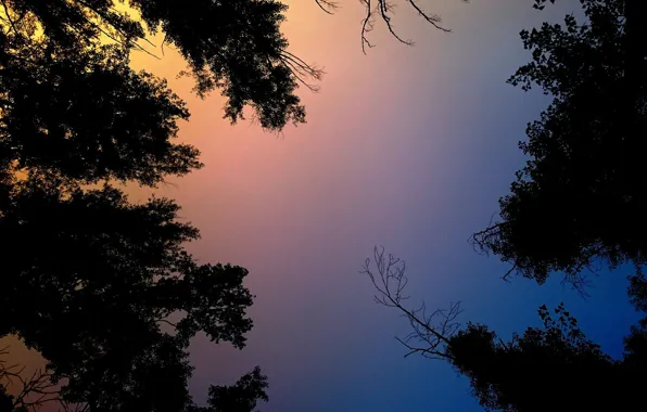 The sky, trees, nature, beauty