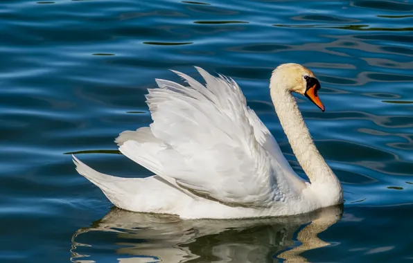 Picture beak, water, bird, neck, swans
