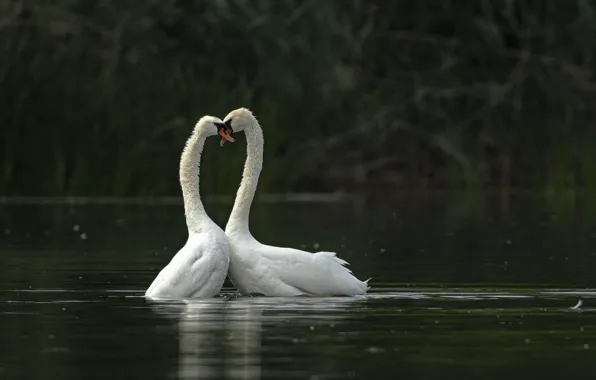 Love, birds, pose, heart, pair, white, swans, pond