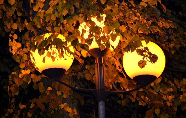 Picture light, lights, yellow, foliage, lantern