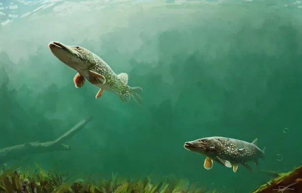 Fish, bubbles, vegetation, pond, driftwood, pike, Northern Pike