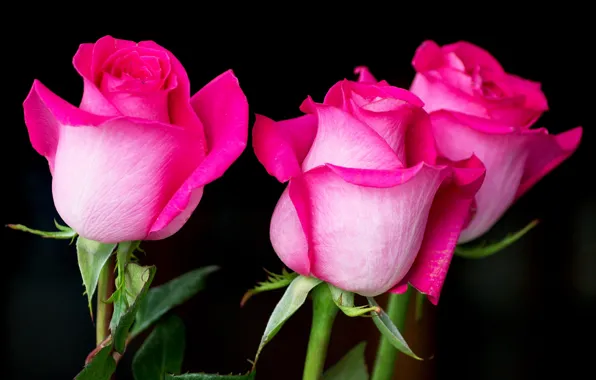 Picture buds, roses, pink