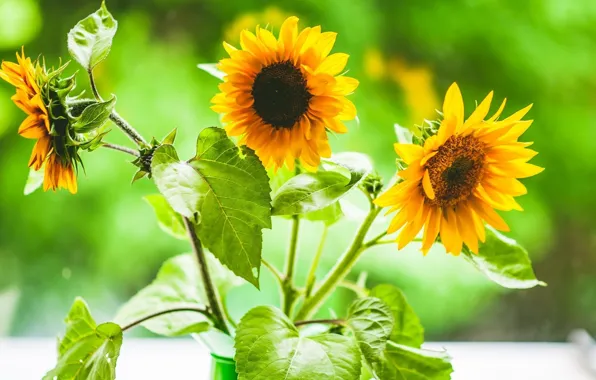 Flowers, sunflower, trio, suns