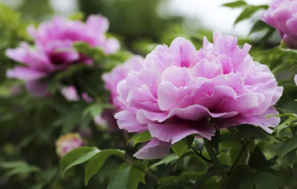 Drops, macro, flowers, garden, pink, peonies, peony