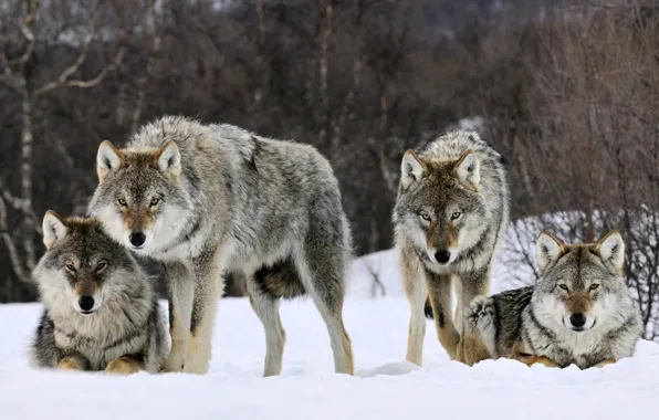 Winter, look, snow, predator, pack, wolves, beast