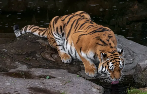 Picture animals, tiger, water, cat, rocks, predator, animal, cats