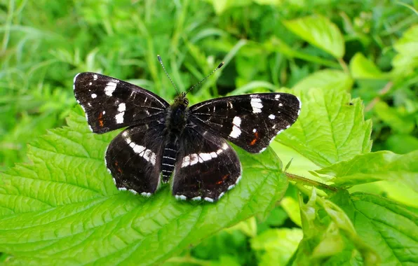 Leaves, microsemi, butterfly, wings, insect, beautiful, closeup
