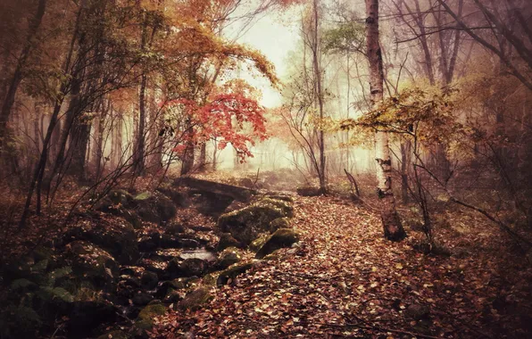 Picture autumn, bridge, fog, Park