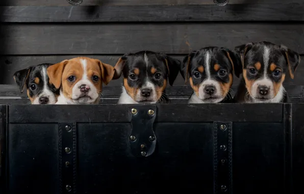 Puppies, kids, faces, Danish-Swedish farmdog, doggie