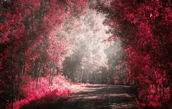 Road, forest, paint, filter