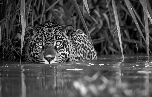 Picture Water, Look, Jaguar, Face, Predator, Digital art, Black and white, Big cat