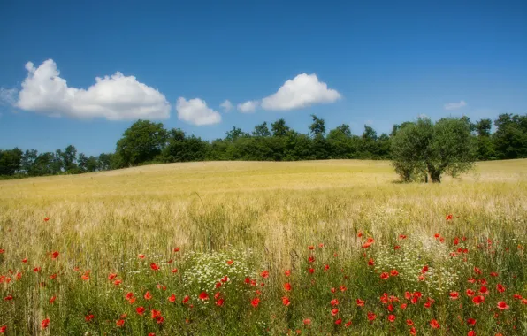 Field, trees, flowers, Maki, Italy, Campagna