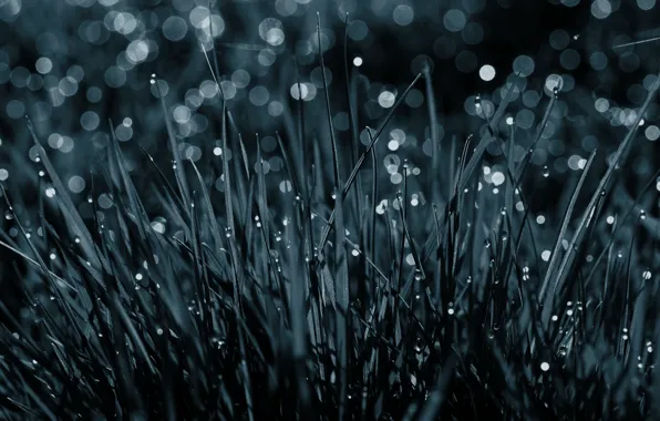Grass, drops, without color