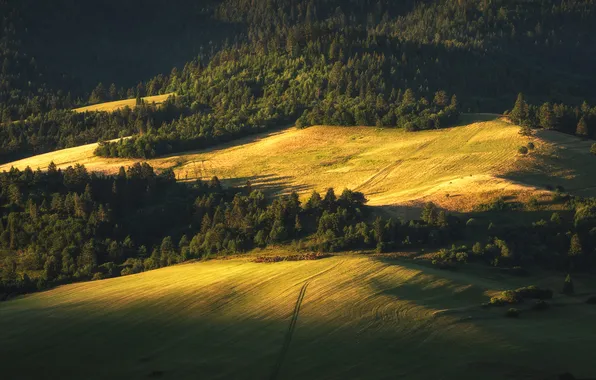 Forest, light, hills, the slopes, field, ate, lighting, shadows