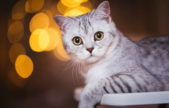 Picture cat, cat, look, face, the dark background, grey, portrait, striped