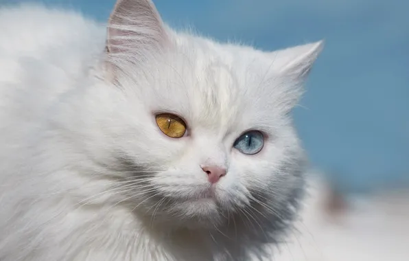 Cat, cat, portrait, white, different eyes, Persian