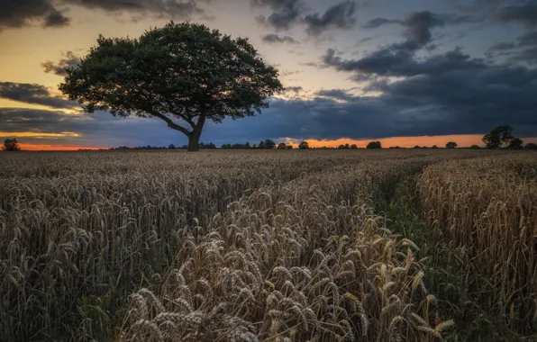 Field, clouds, tree, track, ears, path