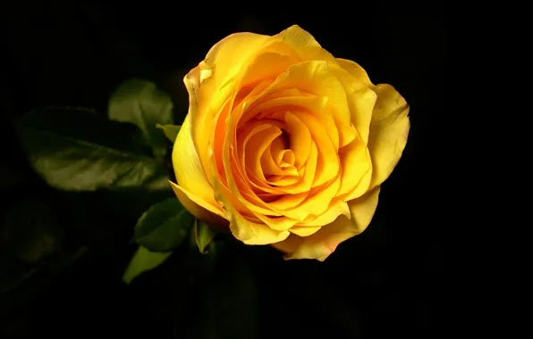 Flower, rose, black background, yellow rose