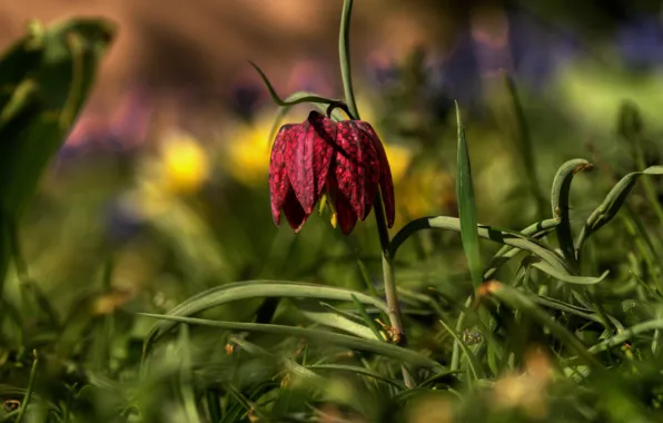 Greens, summer, grass, flowers, spring, buds, forest, Grouse chess