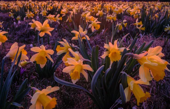 Picture flowers, yellow, glade, spring, daffodils