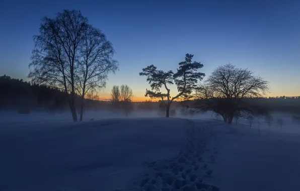 Winter, snow, trail, morning