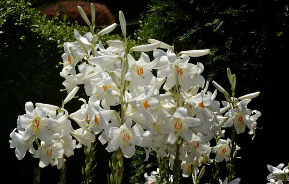 Picture Lily, White lily, White lilies