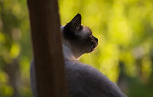 Picture greens, cat, summer, cat, the sun