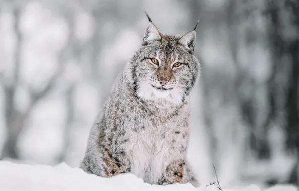 Pose, look, the snow, snow, nature, winter, face, bokeh