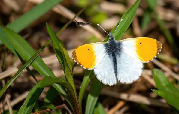 Grass, microsemi, butterfly, wings, insect, beautiful, closeup