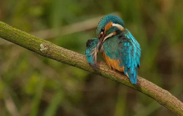 Bird, color, branch, beak, wing, Kingfisher