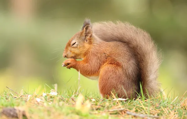 Picture grass, nature, pose, background, legs, protein, tail, profile
