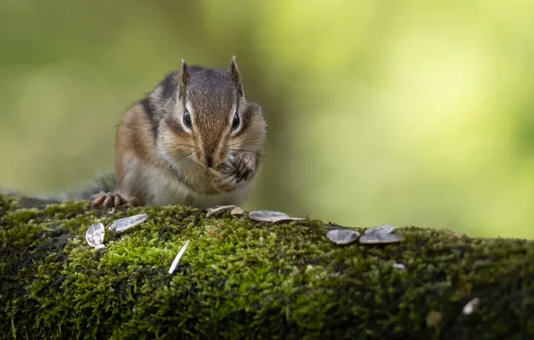 Pose, background, moss, Chipmunk, log, seeds, meal