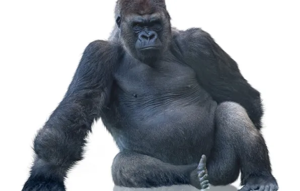 Picture monkey, gorilla, white background