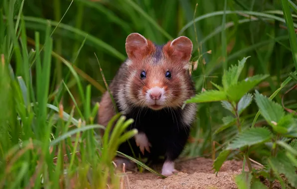 Greens, grass, look, pose, glade, legs, hamster, muzzle