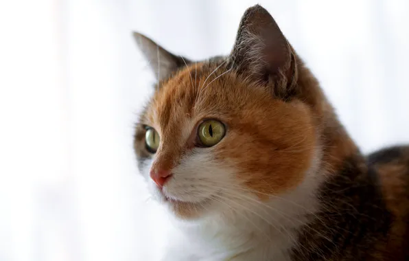 Cat, eyes, mustache