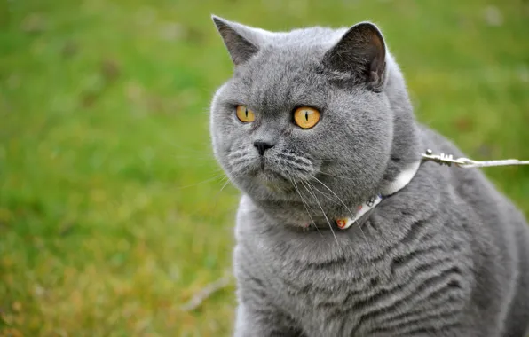 Greens, cat, grass, eyes, cat, look, grey, street