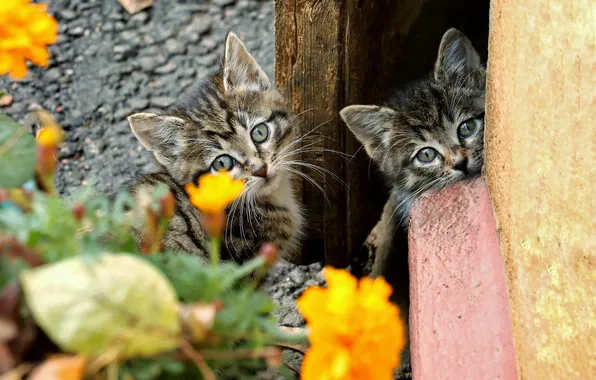 Look, cats, flowers, pose, kitty, wall, garden, the door