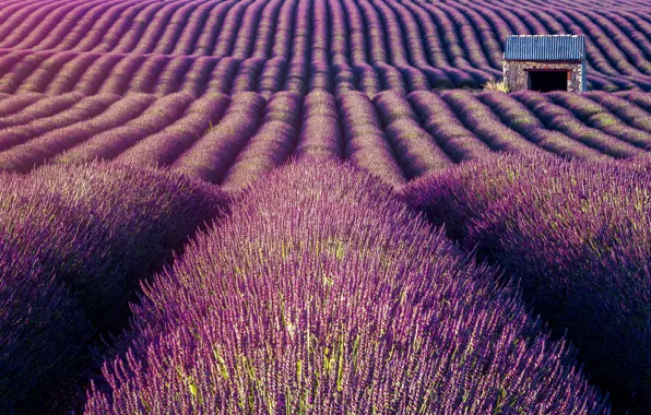 Field, summer, the sky, light, flowers, nature, strip, France