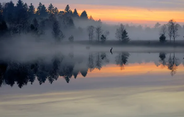 Picture forest, fog, lake, pond, surface, dawn, morning