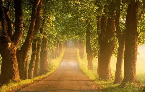 Picture road, summer, trees, fog, sunrise, morning, Sweden