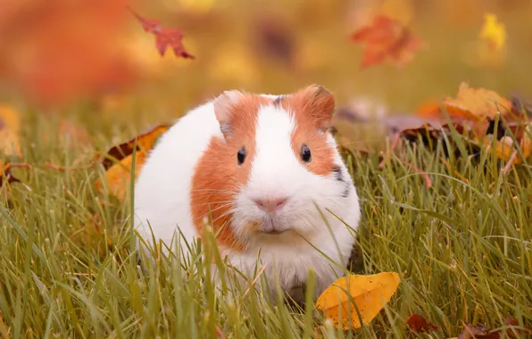 Picture autumn, grass, leaves, Guinea pig