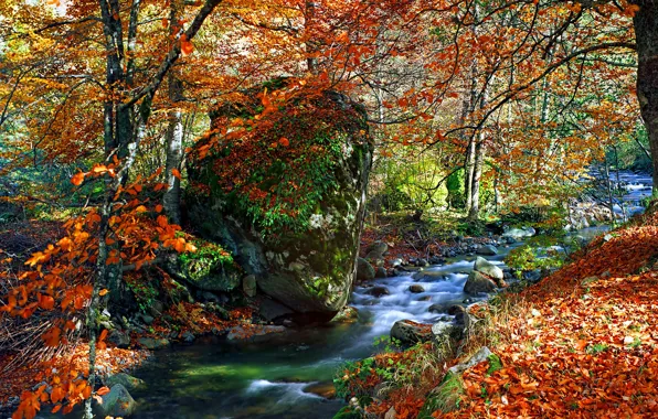 Picture autumn, forest, leaves, trees, Park, river, colorful, forest