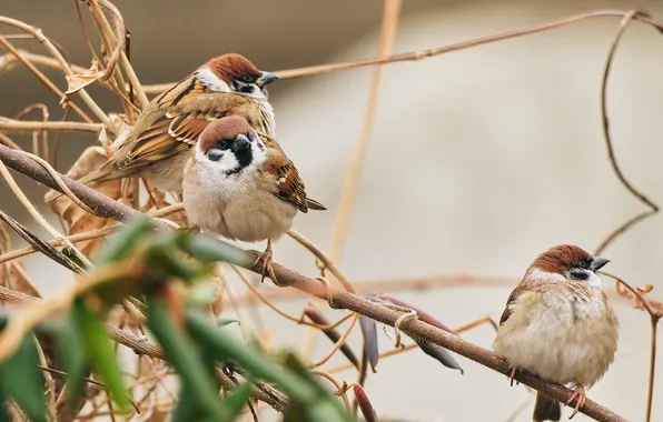 Birds, background, sparrows
