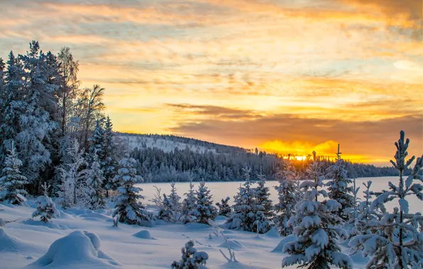 Winter, forest, sunset, the evening, Sweden