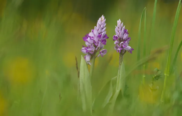 Picture grass, flowers, glade, spring, pink, blurred background, spring