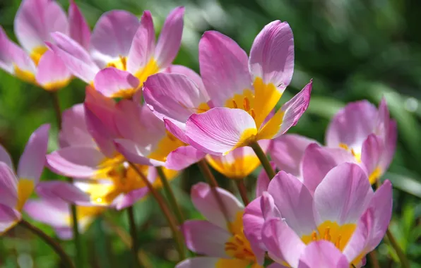 Light, flowers, spring, petals, garden, tulips, pink, flowerbed